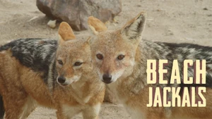 Beach Jackals on Animal Planet Hindi - past program