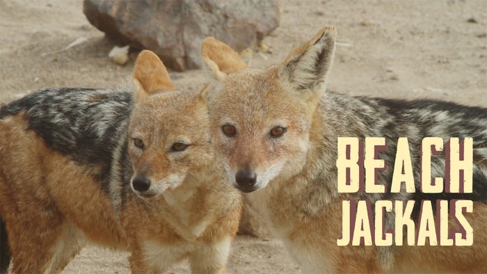 Beach Jackals on JioTV