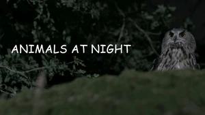 Animals At Night on Animal Planet HD English - past program