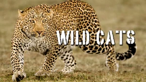 Wild Cats on Animal Planet Hindi