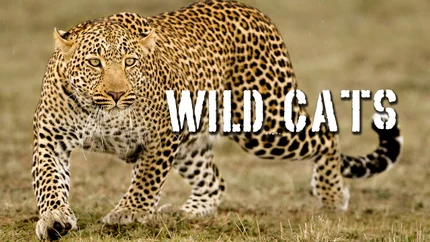 Wild Cats on Animal Planet English