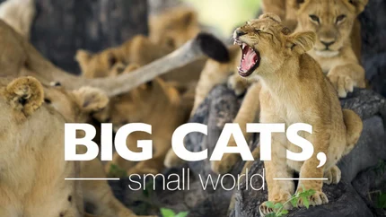 Big Cats, Small World on Animal Planet English