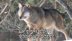 A Wolf's Choice - Family or Freedom? on Animal Planet Hindi - past program