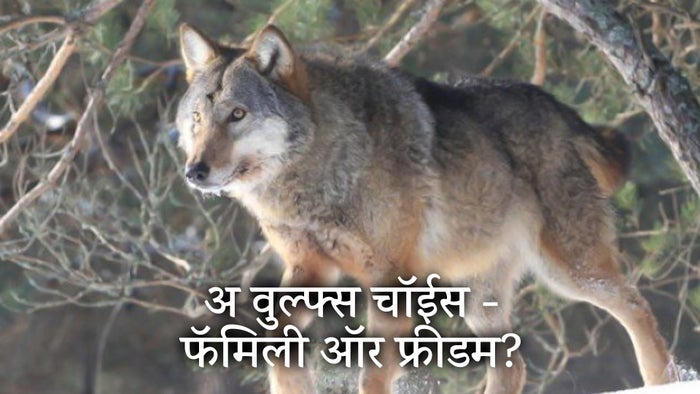 A Wolf's Choice - Family or Freedom? on JioTV