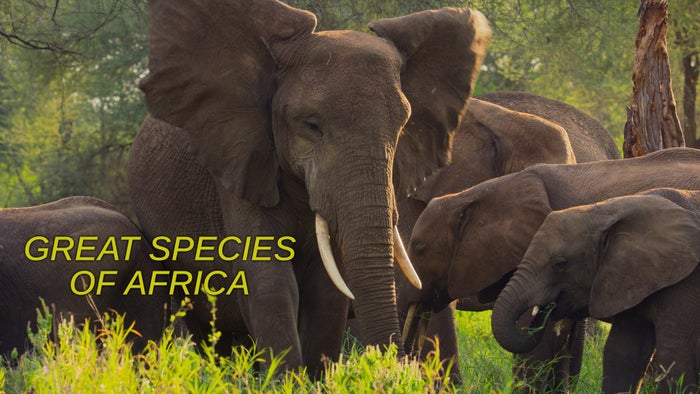 Great Species of Africa Episode No.2 on JioTV