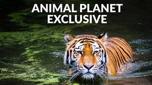Animal Planet Exclusives on Animal Planet English - past program