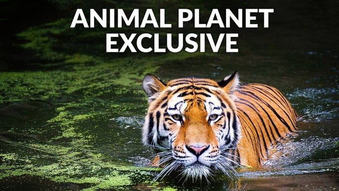 Animal Planet Exclusives Episode No.1 on JioTV