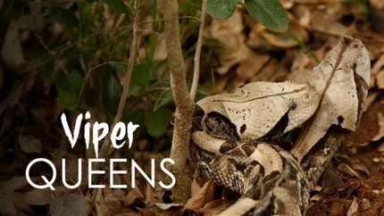 Viper Queens on Animal Planet HD World