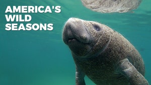 America's Wild Seasons on Animal Planet English - past program