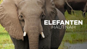 Elephants Up Close on Animal Planet English - past program