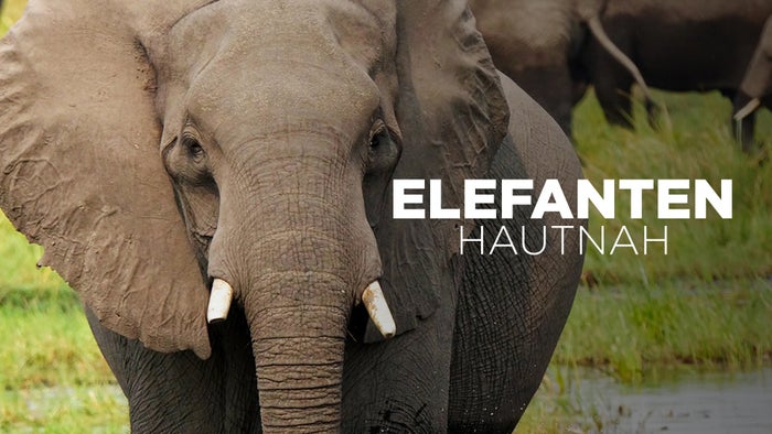 Elephants Up Close Episode No.2 on JioTV
