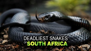 Deadliest South Africa on Animal Planet Hindi - past program