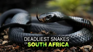 Deadliest South Africa on Animal Planet Hindi - past program