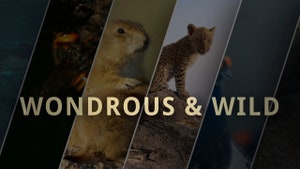 Wondrous & Wild on Animal Planet Hindi