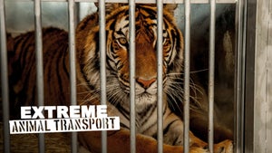 Extreme Animal Transport Episode 8 on Nat Geo Wild HD - future program