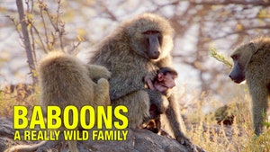 Baboons: A Really Wild Family on Animal Planet HD Telugu - past program