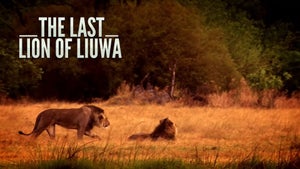 The Last Lion of Liuwa on INWILD - future program