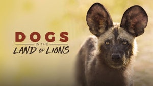 Dogs In The Land Of Lions on Animal Planet Hindi