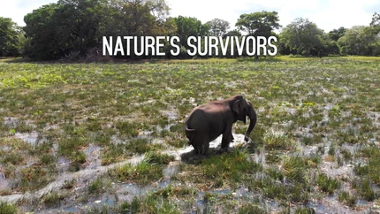 Nature's Survivors on Animal Planet English