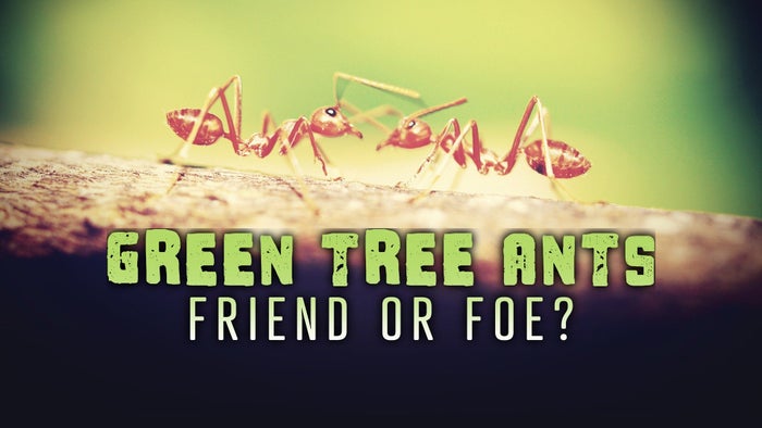 Green Tree Ants: Friend or Foe? on JioTV