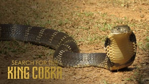 Search for the King Cobra on Animal Planet HD English - past program