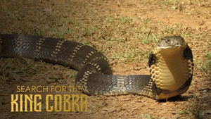 Search for the King Cobra on Animal Planet HD Tamil - past program