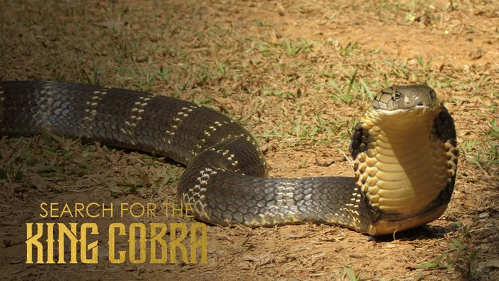 Search for the King Cobra on JioTV