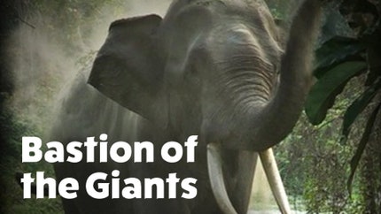 Bastion of the Giants on Animal Planet HD Tamil