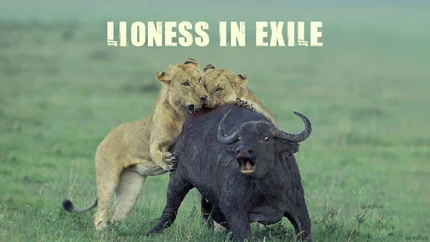 Lioness In Exile on Animal Planet English