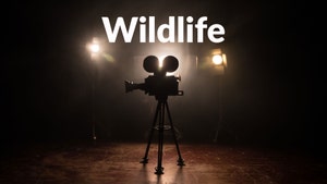 Wildlife on Prag News - past program