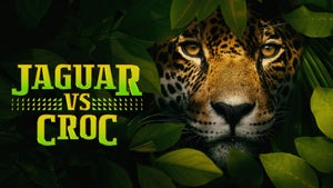 Jaguar vs. Croc on Nat Geo Wild HD - future program