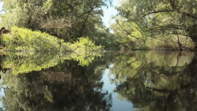 Jungle Planet season 1 episode 16 on Discovery Plus