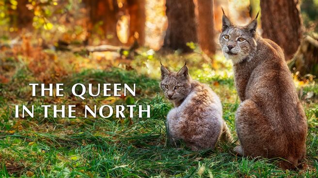 The Queen in the North on Discovery Plus