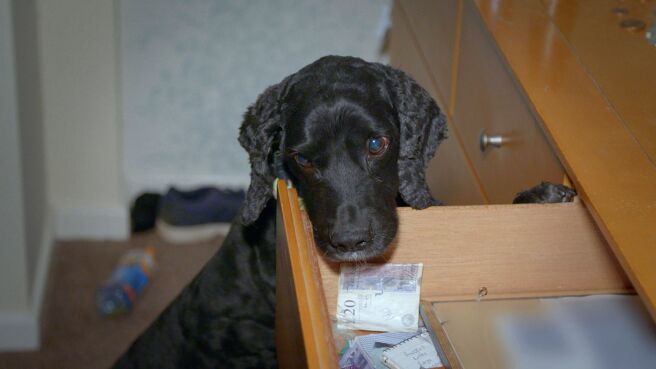 Dog Detectives season 1 episode 3 on Discovery Plus