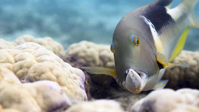 Blue Planet II season 1 episode 1 on Discovery Plus