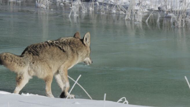 Yellowstone Journals season 1 episode 4 on Discovery Plus