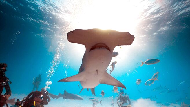 Deadly Mission Shark season 1 episode 10 on Sony LIV