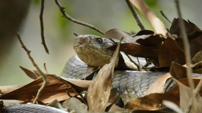 A Wild Year On Earth season 1 episode 3 on Discovery Plus