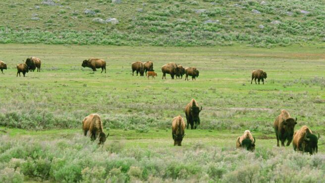 Yellowstone Journals season 1 episode 5 on Discovery Plus