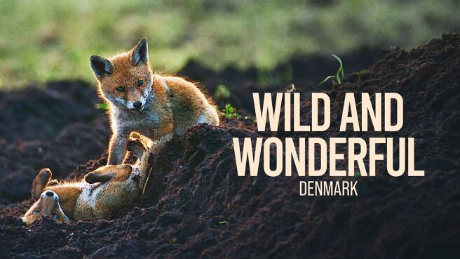 Wild and Wonderful Denmark on DiscoveryPlus