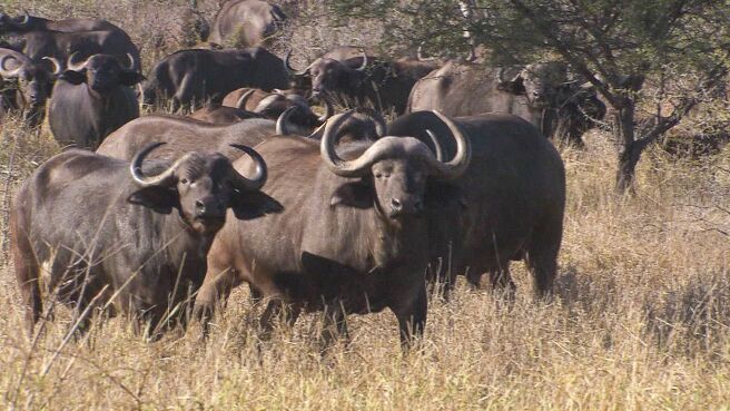 Epic Animal Encounters season 1 episode 18 on Discovery Plus