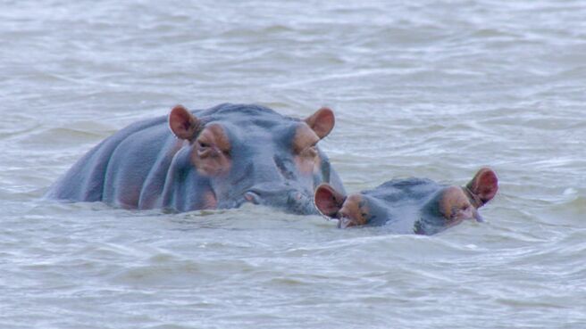 Great Parks of Africa season 1 episode 3 on Discovery Plus