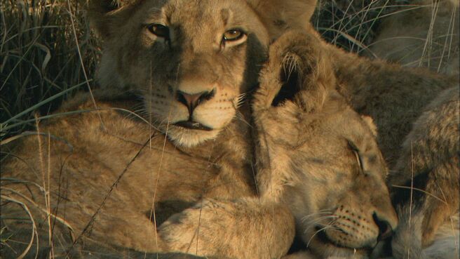Brothers in Blood: Lions of Sabi Sand season 1 episode 1 on Discovery Plus