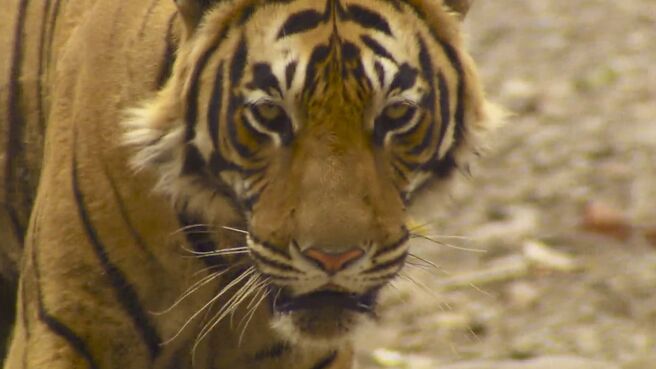 Tigers - Looking For Sultan season 1 episode 1 on Discovery Plus