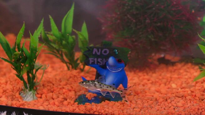 Cat Tank on Discovery Plus