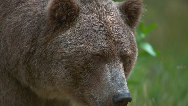 Yellowstone Journals season 1 episode 6 on Discovery Plus