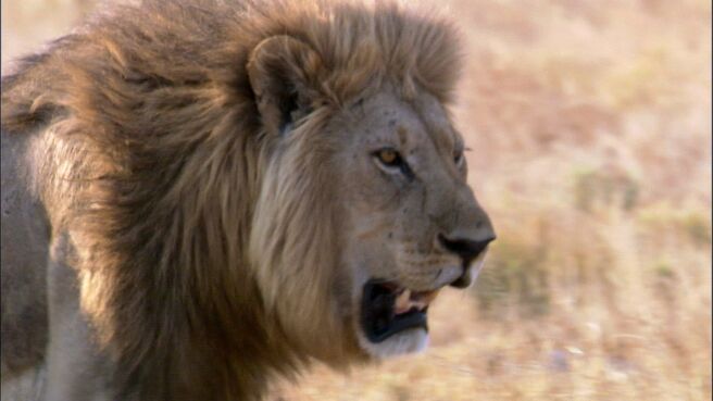 Super Senses season 1 episode 2 on Discovery Plus
