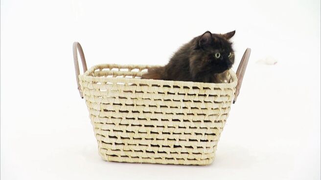 Cats 101 season 3 episode 1 on Discovery Plus