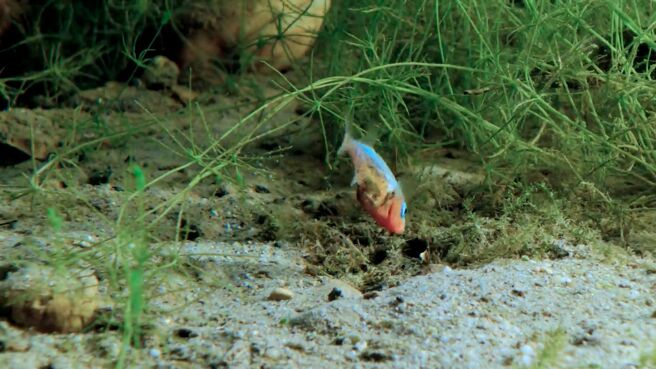 Lake Life: Secrets Beneath The Surface season 1 episode 1 on Discovery Plus