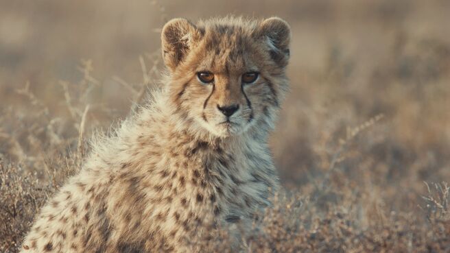 A Cheetah's Pride season 1 episode 3 on Discovery Plus